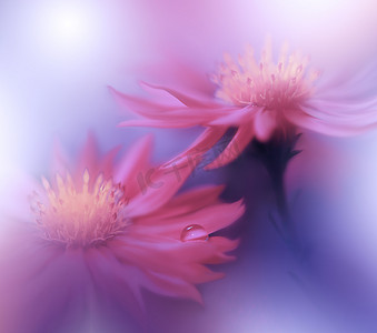 美丽的自然背景。花卉艺术设计。抽象宏观摄影。大丁草雏菊花。柔和的花朵。蓝色背景。