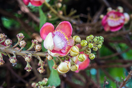 树上的炮弹花（Couroupita guianensis）