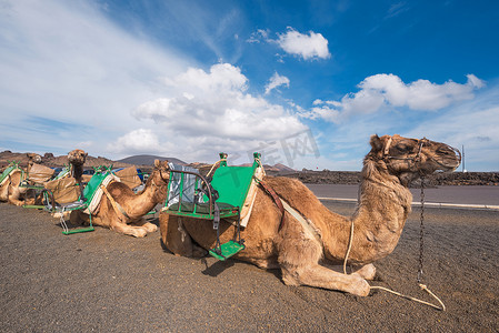 蒂法摄影照片_骆驼在西班牙加那利群岛兰萨罗特岛蒂曼法亚国家公园的火山景观中休息。