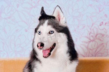 一只美丽的大头狗西伯利亚哈士奇特写肖像