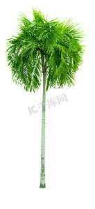 马尼拉棕榈，圣诞棕榈树 (Veitchia merrillii (Becc.) H.E. Moore) 隔离在白色背景上。