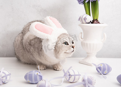 可爱兔子耳朵摄影照片_戴着帽子、复活节兔子耳朵、花瓶里的丁香风信子和鸡蛋的滑稽小猫