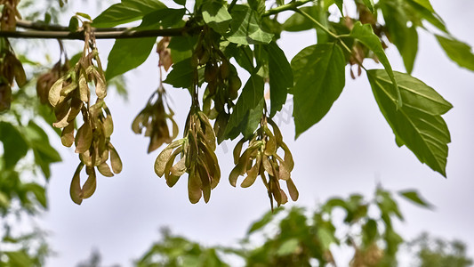 梧桐树叶摄影照片_枫树冬青或枫树梧桐或枫树 platanolistny lat Acer platanoides 枫树属无患子科颜色的一种