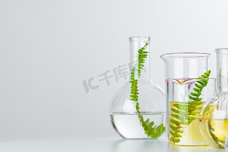 器皿摄影照片_实验室玻璃器皿中的植物。