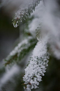 圣诞常青松树覆盖着新鲜的雪