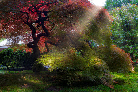 阳光照射阴影摄影照片_秋天早晨的阳光照射在日本老枫树上