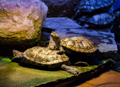 坎伯兰滑龟站在另一只乌龟身上，用头抬起头，来自美国的热带爬行动物。