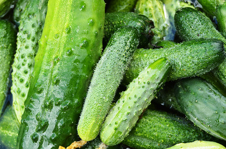 黄瓜分枝摄影照片_背景绿色全黄瓜、顶视图、农业和作物概念、有机蔬菜的饮食和消费