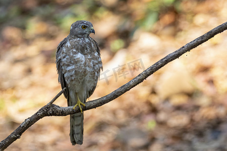 自然背景下的 Shikra 鸟 (Accipiter badius) 的图像。