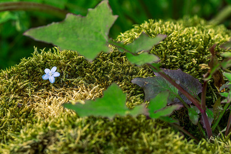 苔藓中的一朵小蓝色花