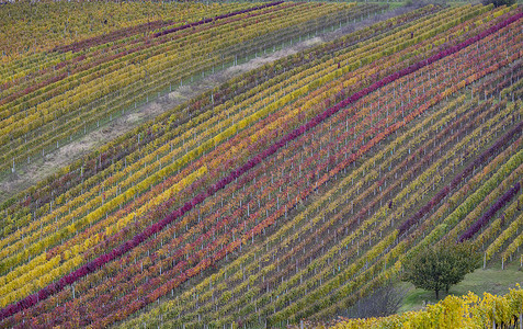 捷克共和国南摩拉维亚切伊科维采附近的秋季葡萄园