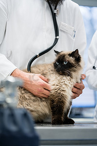 猫在兽医诊所接受检查