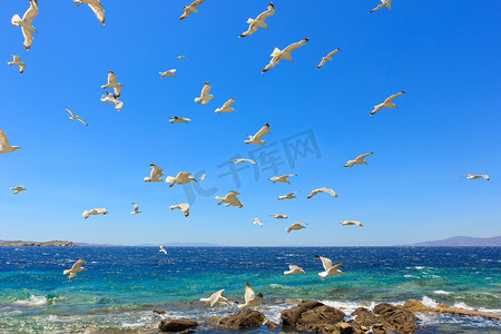 一群群飞翔的海鸥