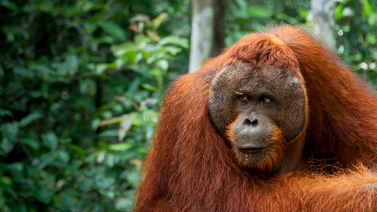 婆罗洲的阿尔法雄性红毛猩猩
