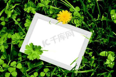 绿色护肤品海报摄影照片_郁郁葱葱的绿色植被和蒲公英背景上的文本白色框架