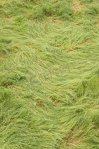 绿色的长草被强风吹动。