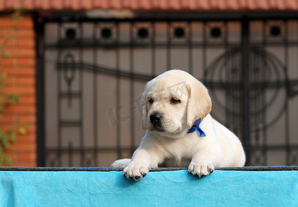 蓝色背景中可爱的小拉布拉多小狗