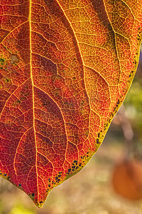详细的五颜六色的叶子在秋天的柿子树。