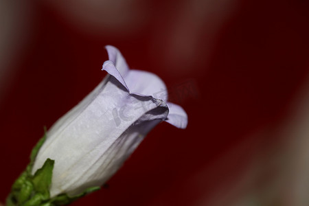 绿色花卉海报摄影照片_花开花特写风铃草中型家庭风铃科高品质大尺寸版画商店墙壁海报家居装饰天然植物