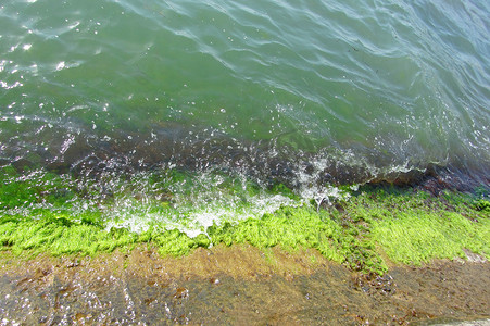 海浪拍打着码头上长满绿藻的方形岩石。