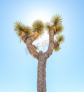 短叶丝兰摄影照片_加州约书亚树国家公园的约书亚树（丝兰短叶）