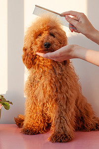 一只手握住一只小狗的口鼻，一只红棕色的微型贵宾犬，另一只手将一把铁梳举在头上。