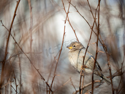 一只胆怯的棕色小麻雀坐在树枝上，就像一只鸟在金合欢树的粗枝上。
