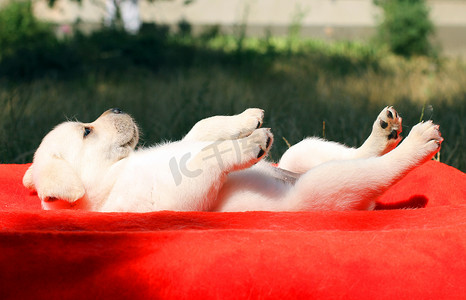 狗躺摄影照片_红色背景中漂亮的拉布拉多小狗