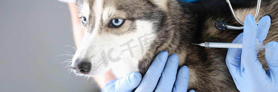 戴着手套的兽医医生给狗特写注射