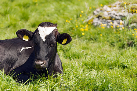 黑色和白色的牛在绿色牧场上休息
