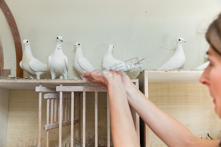 鸟类饲养员摄影照片_鸽舍里有鸽子的女人