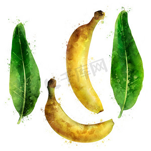 水彩画香蕉摄影照片_白色背景上的香蕉。