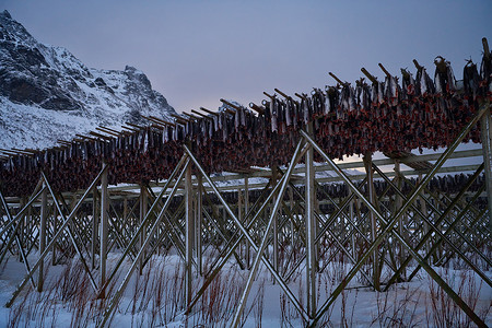斯堪的纳维亚冬季木结构上鲑鱼的风干