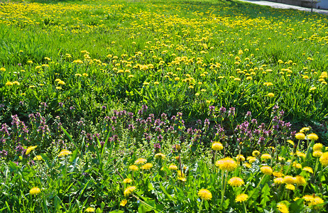 春天，在草地上，蒲公英开着黄色的花朵