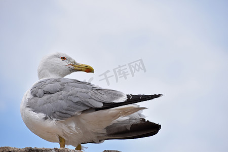 岩石上一只大海鸥的特写侧面肖像