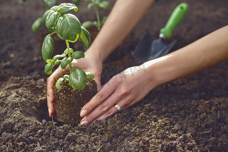 未知女性的手正在土壤中种植年轻的绿色罗勒芽或植物。