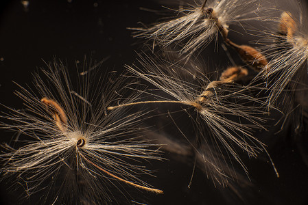 明亮的天竺葵种子，有着蓬松的毛发和螺旋状的身体，倒映在黑色有机玻璃中。