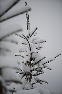 圣诞常青松树覆盖着新鲜的雪