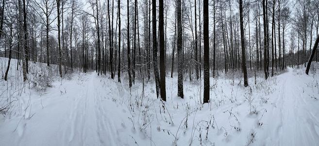 黑白道路摄影照片_白雪覆盖的空森林、黑白桦树干和其他树木的全景图像，公园里没有人，和平与安宁