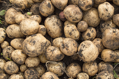 田间鲜马铃薯大丰收、种植有机蔬菜和农业的概念