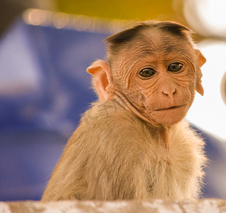 小猴子摄影照片_小帽子猕猴的肖像