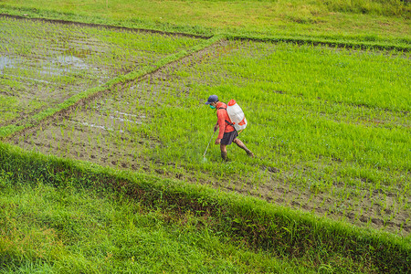 农民在稻田中用杀虫剂喷雾器向水稻喷洒农药，并采取适当的保护