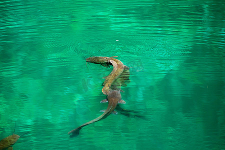 绿湖中的鲶鱼克拉里亚是它们的自然栖息地