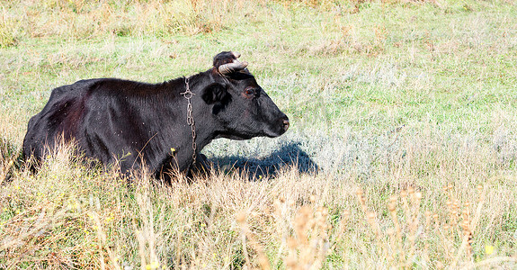 阳光明媚的日子，一头大眼睛的黑牛正躺在茂密的草丛中休息。