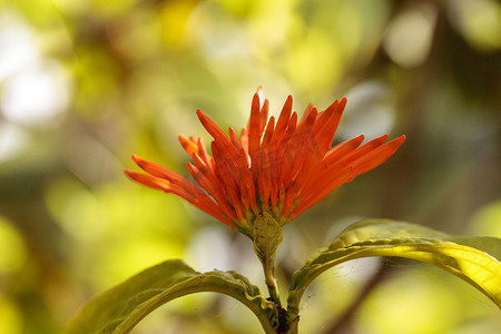 橙色墨西哥金银花 Justicia sidicaro 花