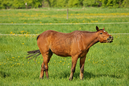 吞咽障碍摄影照片_马窒息：一匹棕色种马，食道阻塞或狭窄，或因干草突出的头部而窒息