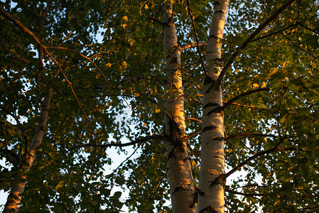 白桦树枝和树干与叶子抬头。
