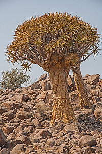 Aloidendron dichotomum，箭袋树。