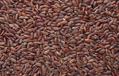 红米，一种称为卡马格米的品种，来自法国