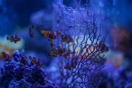 可爱的热带鱼摄影照片_可爱的 crickumanomi 图像